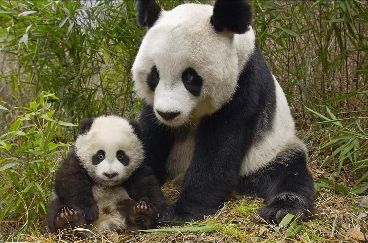Gite Souai Et Zen , 5 Mn Du Zooparc De Beauval Saint-Aignan  Εξωτερικό φωτογραφία